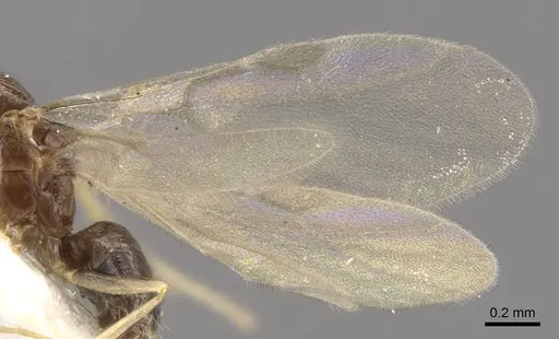 Plagiolepis karawajewi specimen CASENT0917483 image casent0917483_5