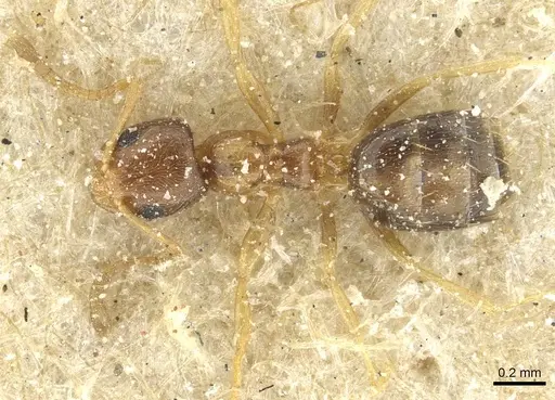 Plagiolepis livingstonei specimen CASENT0912419 image casent0912419_1