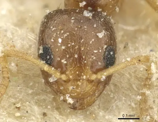 Plagiolepis livingstonei specimen CASENT0912419 image casent0912419_2