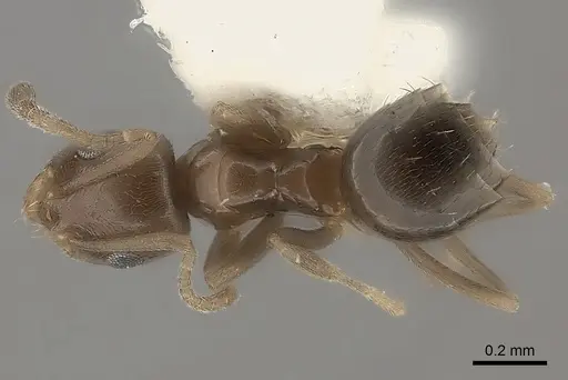 Plagiolepis lucidula specimen CASENT0217737 image casent0217737_1
