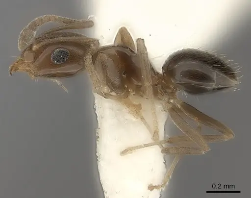 Plagiolepis lucidula specimen CASENT0217737 image casent0217737_3