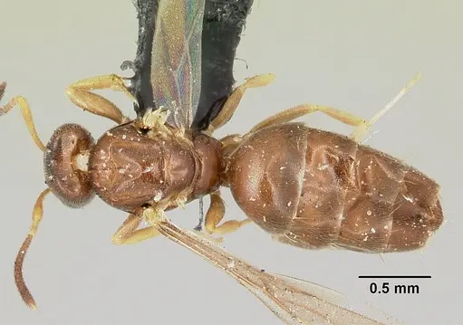 Plagiolepis madecassa specimen CASENT0101225 image casent0101225_1