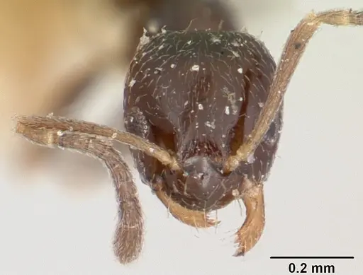 Plagiolepis madecassa specimen CASENT0101226 image casent0101226_2