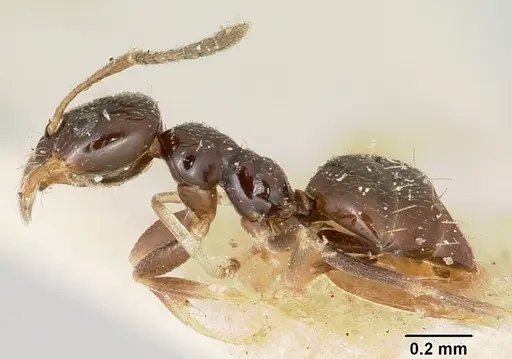 Plagiolepis madecassa specimen CASENT0101226 image casent0101226_3
