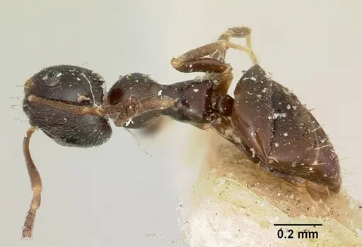 Plagiolepis madecassa specimen CASENT0101227 image casent0101227_1
