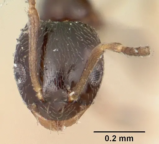 Plagiolepis madecassa specimen CASENT0101227 image casent0101227_2