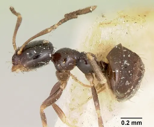 Plagiolepis madecassa specimen CASENT0101227 image casent0101227_3