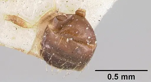 Plagiolepis madecassa specimen CASENT0101822 image casent0101822_2