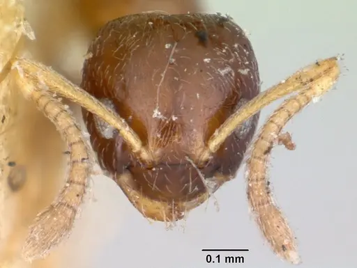 Plagiolepis madecassa specimen CASENT0101822 image casent0101822_3