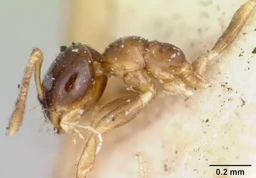 Plagiolepis madecassa specimen CASENT0101822 image casent0101822_4