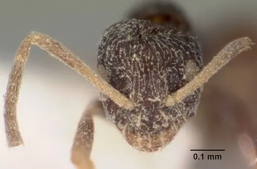 Plagiolepis madecassa specimen CASENT0102944 image casent0102944_2