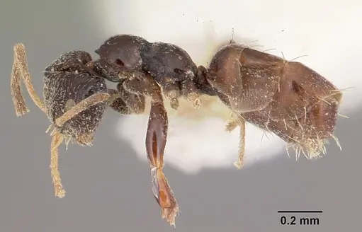 Plagiolepis madecassa specimen CASENT0102944 image casent0102944_3
