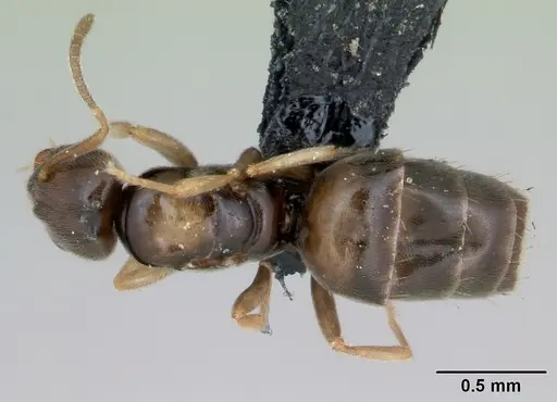 Plagiolepis madecassa specimen CASENT0103334 image casent0103334_1