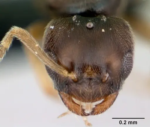 Plagiolepis madecassa specimen CASENT0103334 image casent0103334_2
