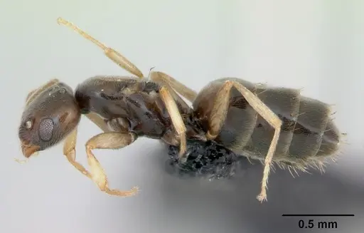 Plagiolepis madecassa specimen CASENT0103334 image casent0103334_3
