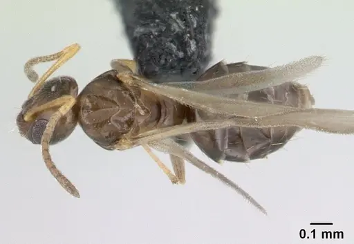 Plagiolepis madecassa specimen CASENT0132399 image casent0132399_1