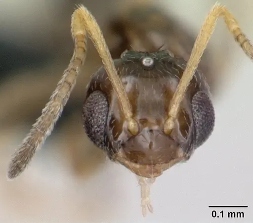 Plagiolepis madecassa specimen CASENT0132399 image casent0132399_2
