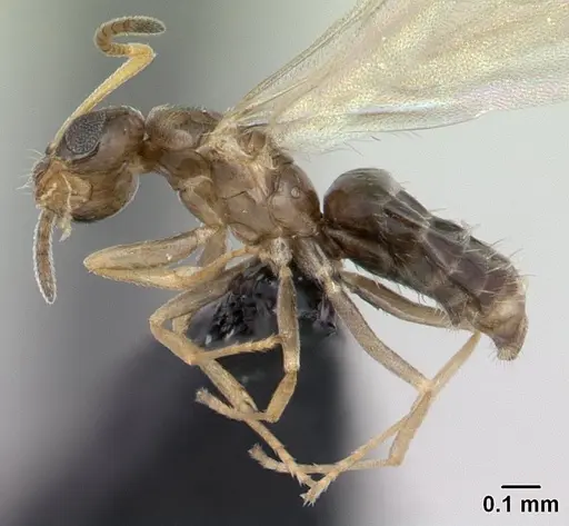 Plagiolepis madecassa specimen CASENT0132399 image casent0132399_3