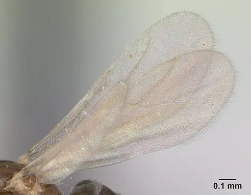 Plagiolepis madecassa specimen CASENT0132399 image casent0132399_4
