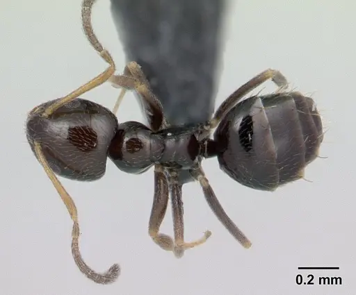 Plagiolepis madecassa specimen CASENT0132763 image casent0132763_1