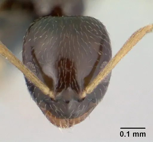 Plagiolepis madecassa specimen CASENT0132763 image casent0132763_2