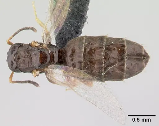 Plagiolepis madecassa specimen CASENT0451182 image casent0451182_1