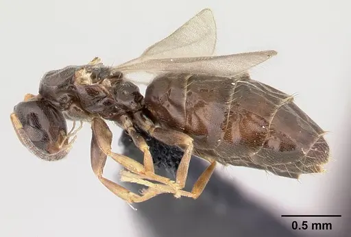 Plagiolepis madecassa specimen CASENT0451182 image casent0451182_3