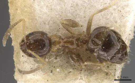 Plagiolepis mediorufa specimen CASENT0909853 image casent0909853_1