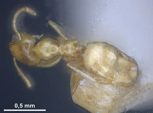 Plagiolepis pallescens specimen ANTWEB1041459 image antweb1041459_1