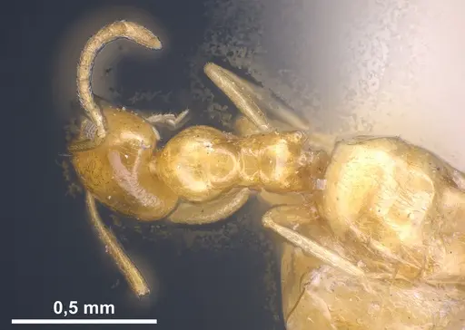Plagiolepis pallescens specimen ANTWEB1041459 image antweb1041459_2