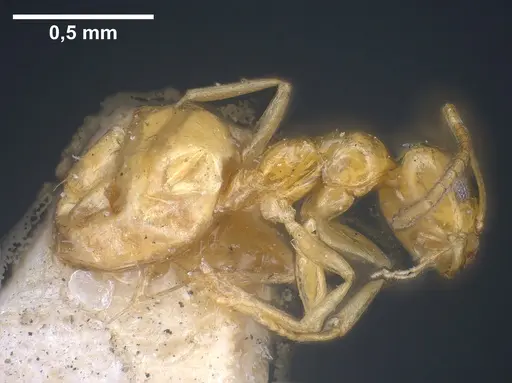 Plagiolepis pallescens specimen ANTWEB1041459 image antweb1041459_4