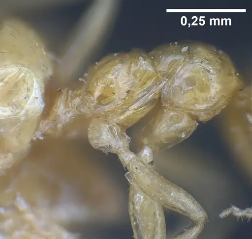 Plagiolepis pallescens specimen ANTWEB1041459 image antweb1041459_5
