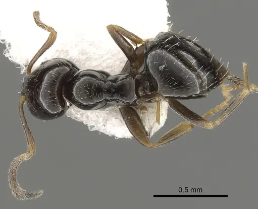 Plagiolepis pallescens specimen CASENT0249417 image casent0249417_1