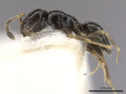 Plagiolepis pallescens specimen CASENT0249417 image casent0249417_3