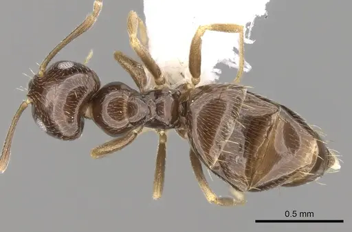 Plagiolepis pallescens specimen CASENT0281165 image casent0281165_1