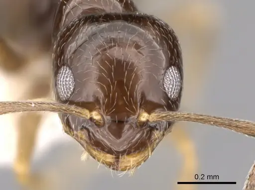 Plagiolepis pallescens specimen CASENT0281165 image casent0281165_2