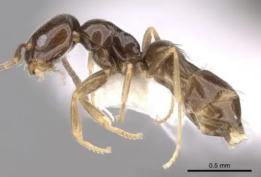 Plagiolepis pallescens specimen CASENT0281165 image casent0281165_3