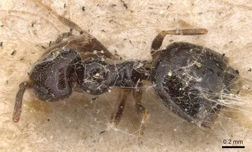 Plagiolepis pallescens specimen CASENT0905139 image casent0905139_1