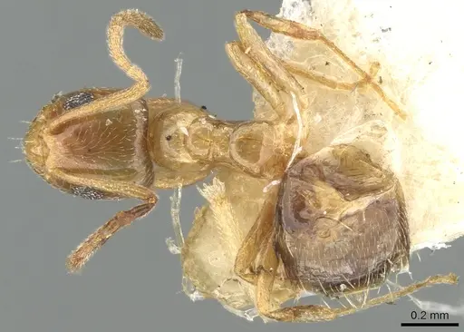 Plagiolepis pallescens specimen CASENT0906253 image casent0906253_1