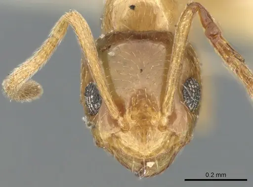 Plagiolepis pallescens specimen CASENT0906253 image casent0906253_2