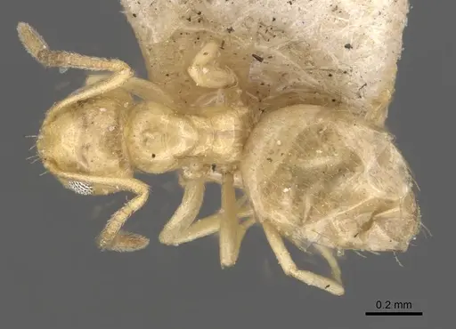 Plagiolepis pallescens specimen CASENT0909854 image casent0909854_1