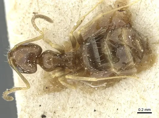 Plagiolepis pallescens specimen CASENT0912415 image casent0912415_1