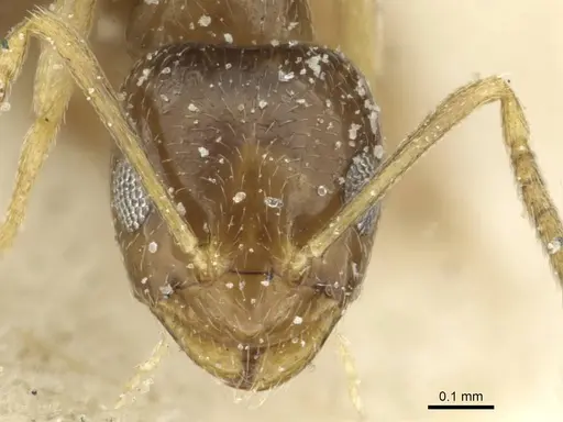 Plagiolepis pallescens specimen CASENT0912415 image casent0912415_2