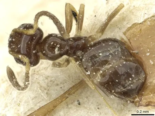 Plagiolepis pallescens specimen CASENT0912433 image casent0912433_1