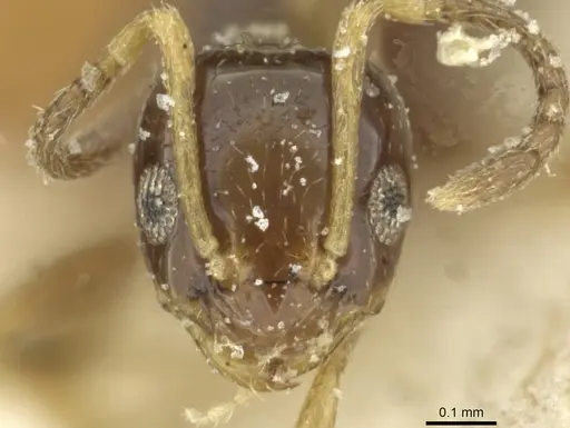 Plagiolepis pallescens specimen CASENT0912433 image casent0912433_2