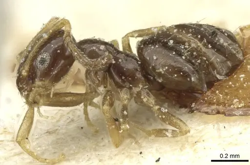 Plagiolepis pallescens specimen CASENT0912433 image casent0912433_3