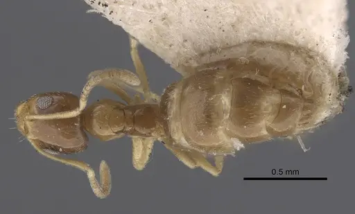 Plagiolepis pallescens specimen CASENT0917314 image casent0917314_1