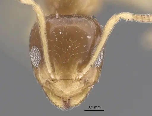 Plagiolepis pallescens specimen CASENT0917314 image casent0917314_2