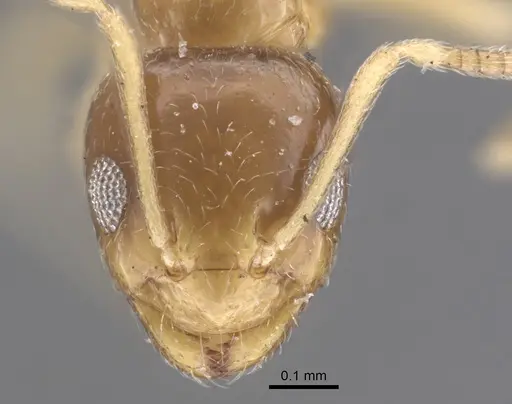 Plagiolepis pallescens specimen CASENT0917314 image casent0917314_3