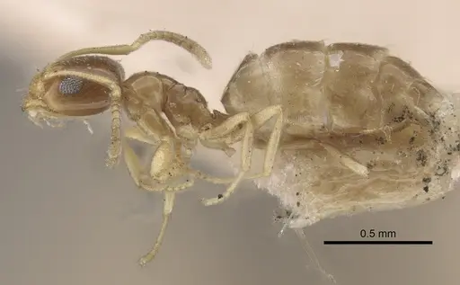 Plagiolepis pallescens specimen CASENT0917314 image casent0917314_4
